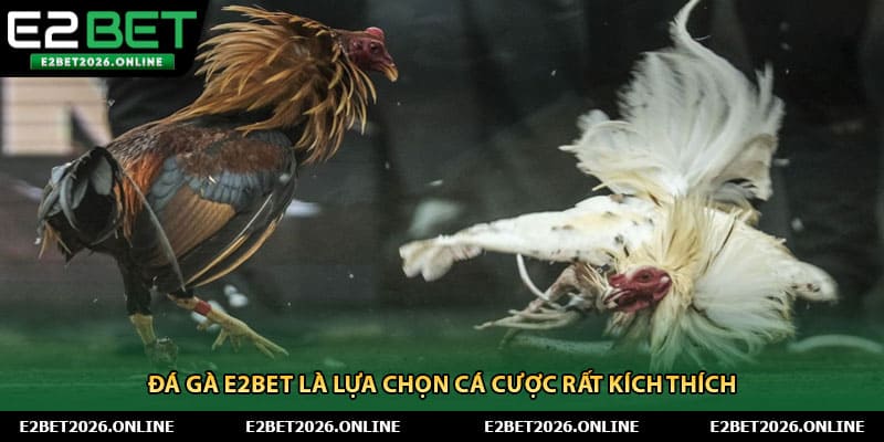 Đá gà E2BET là lựa chọn cá cược rất kích thích