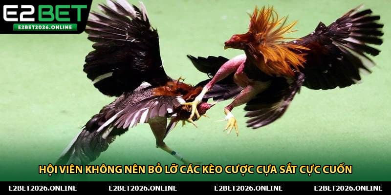 Hội viên không nên bỏ lỡ các kèo cược cựa sắt cực cuốn